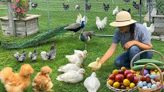 Finding Peace & Happiness in Nature 🌿Organic Living with Poutry, Gardens & Harvest Meals