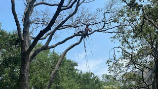 Climbing a Massive Dead Live Oak Over a Backyard | Extreme Tree Removal Teamwork