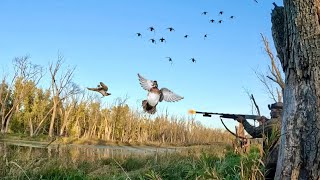 Opening Morning Chaos — Wood Ducks Everywhere!