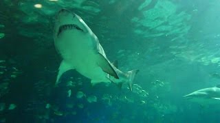 Ripleys Aquarium of Canada