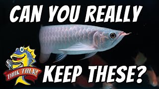 Should Fish Stores Require Permits Before Selling You Fish?