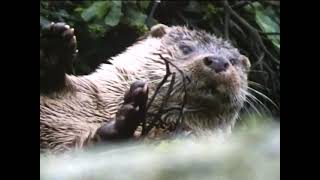 On the Tracks of The Wild Otter & The Mouse's Tale (1988)
