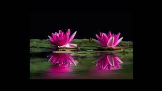 Instrumental music| Calm instrumental music| Meditation instrumental music