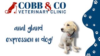 Anal Gland Expression in Dogs: Why, When, and How?