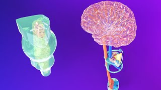3D Medulla Embryology - Rhombencephalon Embryology Part 2 - Neuroembryology Part 5