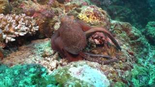 Curious Octopus