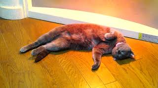 猫と天国への階段 - クーちゃんねる
