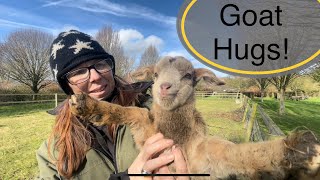 More baby goats!! Homestead adventures