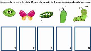 Life Cycle of a Butterfly Video