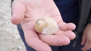 Beachcombing at Clifton Springs (Tamil Voiceover)