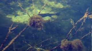 Minuto FLY - May Fly #16