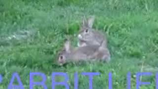 RABBIT LIFE - Mother rabbit thumping a warning