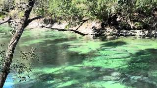 900+ manatees at Blue Springs state park today. 
