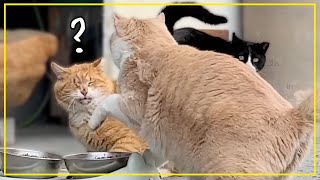 Will these fat cats be able to get along?