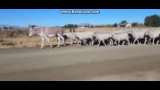 ЛУЧШИЕ ПРИКОЛЫ 2016 Октябрь | Лучшая Подборка Приколов #228