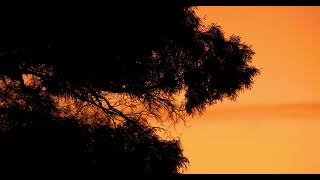 Eucalyptus Sunset | 4k HDR