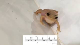 The Coqui Sound - Sing-Along