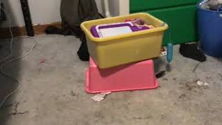 CAT IN DA BOX pt.1