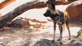 Sedgwick County Zoo - Painted Dog Research Trust | Wichita KS Promotional Video