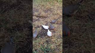 Zebra Finches eating seeds in aviary