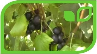 Breeding for better black currants