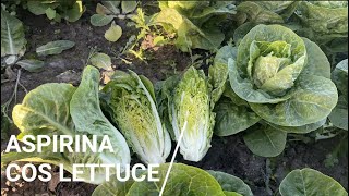 Fairbanks Seeds - Aspirina Cos Lettuce