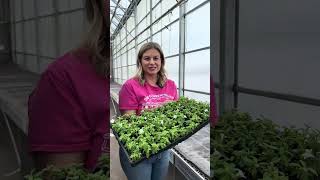 Unboxing Plants week 9