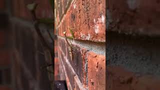 This Praying Mantice climbs the wall ON DEMAND!