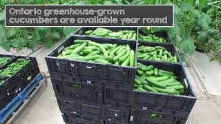 Behind the Scenes: Ontario Greenhouse Cucumbers| Produce Made Simple