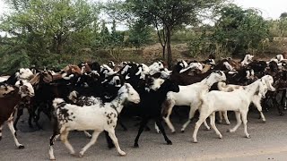 Goat herd walking on THAR desert Road, Pakistan | Desi bakryun ka jhund | #goats #pakistan