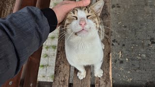 A very gentle and friendly male stray cat.
