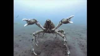 LifeForms  -  Opalescence