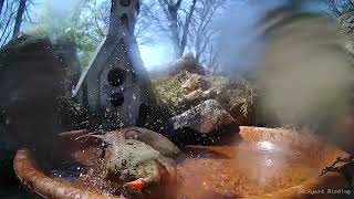 Splish Splash Cardinal's Taking a Bath