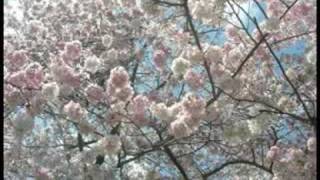 Practicing Fruits Basket theme in English