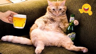 The funniest pet antics that will leave you in awe 😹🐶 The best animal videos you can't miss😂