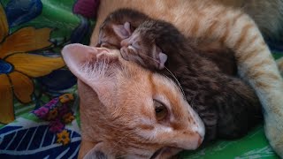 New Born Cute Cat baby #catbaby #newborncat #cats