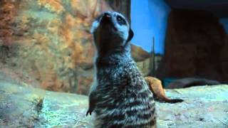 Experience More... Meet Live Animals in the Discovery Zoo