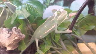 Chameleon