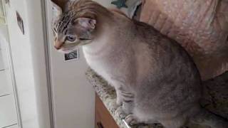 Link the Cat