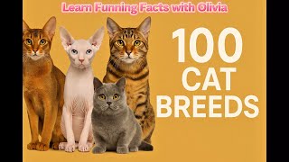 Learning 111 cat breeds with Olivia