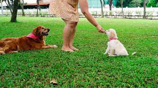 how to dogs blogs