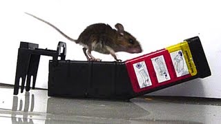SLOW MOTION Mouse Trap FAIL