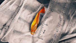 HUGE Outdoor Guppies with Kaimuki Backyard