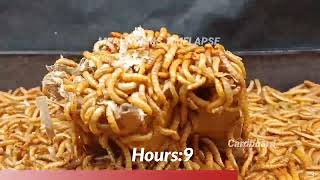 Mealworms eating White Coffee, Donkey Poop and Carton