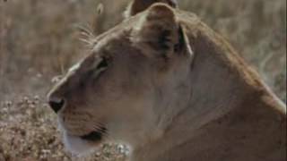 Elephant vs Lions!