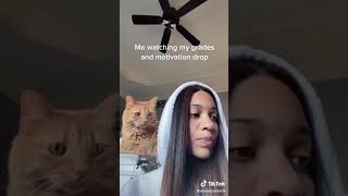 The Funniest Cat Videos on the Internet 🤣🐱😂