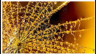 Beginning Macro (Close-up) Photography with Shirley Smith
