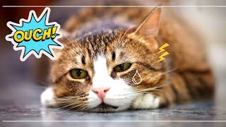 8 Ways You EMOTIONALLY Hurt Your CAT 😿 (Without Realizing It)