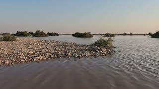 Desert - Qatar - Al Nu'man Rawdat Desert After April Rains  Qatar 2024