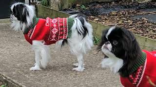 Gizmo & George new Christmas sweaters🎄✨️